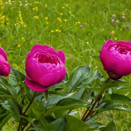 Gaestezimmer Cleo Uhldingen-Mühlhofen