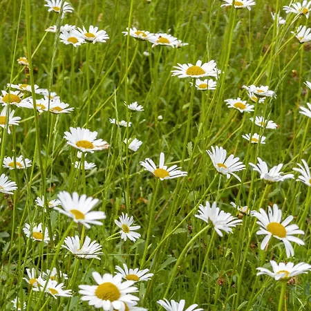 Gaestezimmer Cleo Uhldingen-Mühlhofen
